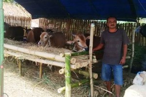 Salah satu penjual hewan qurban di pertigaan jalan baru Awiearangan=Windusengkahan, Kuningan.